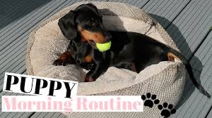 Sort by dachshund puppies for sale. Puppy Morning Routine Miniature Dachshund Puppy Youtube