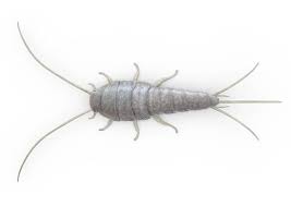 ما هي حشرة السمكة الفضية وطرق التخلص منها موسوعة animals insects spider