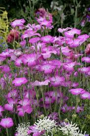 Image result for Agrostemma githago