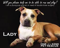 Maybe you would like to learn more about one of these? Oneofakindpetrescue Ooakpr Twitter