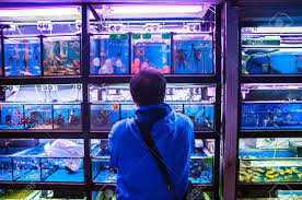 Search within the thousand breeds available on gumtree: Local Man Watching The Tropical Fish At A Pet Shop On Tung Choi Stock Photo Picture And Royalty Free Image Image 92605608