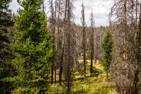 We did not find results for: Green Materials Report Beetle Kill Pine Green Building Elements 2021