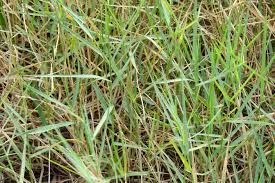 Image result for Panicum repens