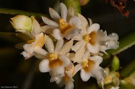 Image result for Calyptrochilum