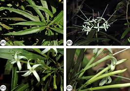 Image result for Pavetta sp. F