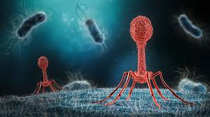 Image result for Bacteria