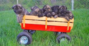 We did not find results for: Shiloh Shepherd Info Puppies Breeders Temperament Pictures