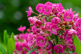 Image result for Clutia angustifolia