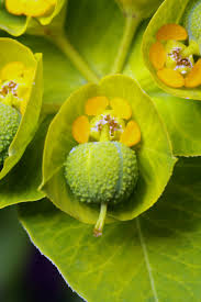 Image result for Euphorbia pseudopetiolata