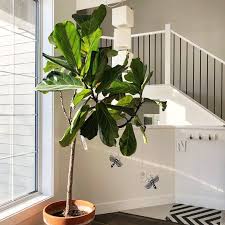 10 Best Low Maintenance Indoor Plants Low Maintenance Indoor Plants Bathroom Plants Indoor Plants