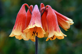 Flowers for everyone offers the best fresh flowers across australia from $44.95. Christmas Bell Grandiflora Growers