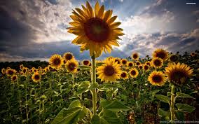 Check spelling or type a new query. Sunflower Field Wallpapers Desktop Background