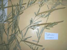 Image result for Tephrosia linearis
