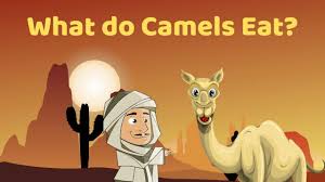 The camel is an example for all the sorts of adaptation (the structural, the functional and the behavioural) which helped it to live in the. Camel Facts For Kids Camel Information All About Camel