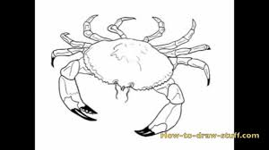 How To Draw A Crab Step By Step Youtube Really inspired me to draw this cute i got to eat chili crab and avoided the sea cucumber and geoduck (thank god). how to draw a crab step by step