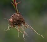 Image result for Haumaniastrum dissitifolium