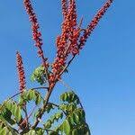 Image result for Moullava