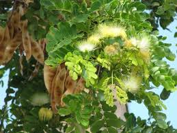 Image result for Albizia versicolor