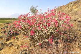 Image result for Synadenium angolense