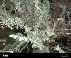 Image result for Eriocephalus racemosus