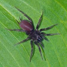 Unlike black widow spiders, false black widow spiderlings are dark like their mothers when they emerge. Spiders In British Columbia Species Pictures