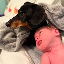 Warmest welcome to our newest member of our Hollywoodbets Dolphins family  🤩🥹🙌 Massive congratulations to our Hollywoodbets Dolphins superstar  Marques and Tess Ackerman