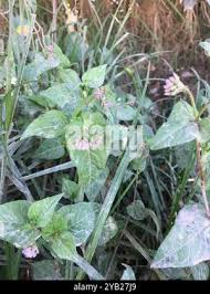 Image result for Persicaria nepalensis