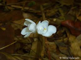 Image result for Didymoplexis