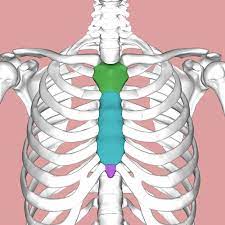 Heart = it beats and pumps blood around the body. Sternum Wikipedia