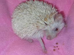 As an alternative, you can use a silicon baking mat. Losing Quills After A Bath Hedgehog Central