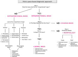 The ovaries are a pair of small organs located low in the tummy that are connected to the womb and store a woman's supply of eggs. Mri Of Tumors And Tumor Mimics In The Female Pelvis Anatomic Pelvic Space Based Approach Radiographics