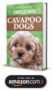 Cavapoos generally come in at 11 to 13 inches in height but can be taller if crossed with the toy poodle. Cavapoo Puppies For Sale In California
