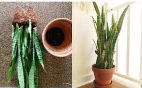 How To Repot Your Snake Plant Plants Snake Plant Amazing Flowers