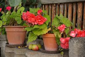 Pictures of begonias in pots. Begonias Flower Pots Potted Free Photo On Pixabay