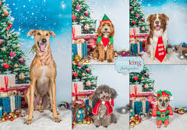 Learn more about our special pet photography events held monthly and. Christmas Pet Portraits Erin King Pet Photographer