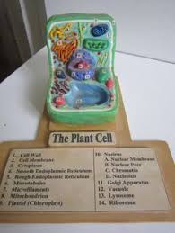 Maybe you would like to learn more about one of these? Plant Cell Clay Model Google Search Plant Cell Model Cell Model Plant Cell Project