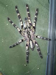 Weitere ideen zu insekten, tiere, spinne. Poecilotheria Wikipedia