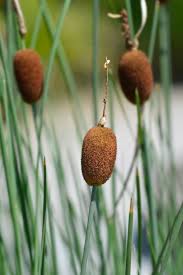 Image result for Typha