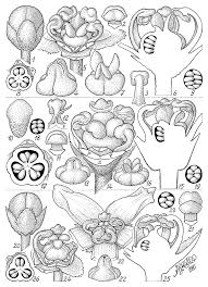 Image result for Campylostemon angolense