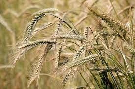 Can Dogs Eat Barley 2021 Guide