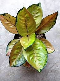Pin Di Aglaonema Tanaman Hybrid Indonesia