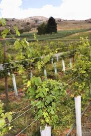Check spelling or type a new query. How To Grow Grape Vines In Grow Tubes