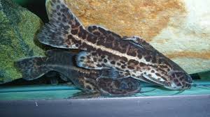 Liosomadorsa oncinus, or jaguar catfish, is a shy, nocturnal species with spotted markings. Jaguar Catfish Aka Liosomadoras Oncinus Visible Monsterfishkeepers Com