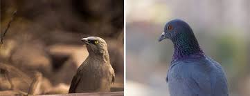 Check spelling or type a new query. This Bird Repellent Solution Will Keep Birds Out Of Barns