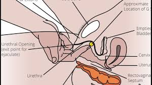 This leads some researchers to conclude that women must have something analogous to a prostate gland themselves. How To Squirt Cum Out