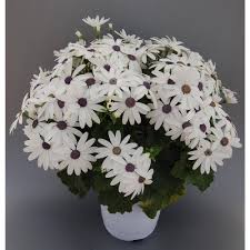 Senetti - Riverside Garden Centre