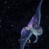 Birds also feast on coral reef animals. Https Encrypted Tbn0 Gstatic Com Images Q Tbn And9gcs Y4yqos9tx70qrtq6rmr2ar W 38bkqg4sxkga015jvkam39s Usqp Cau