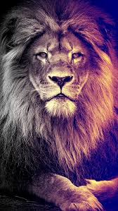 Iphone Wallpaper Animals 306 Photos De Lion Animaux Animales Le filigrane n'apparaît pas sur le fond d'écran. iphone wallpaper animals 306 photos