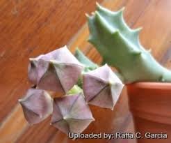 Image result for Orbea maculata