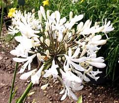 Image result for Agapanthus praecox